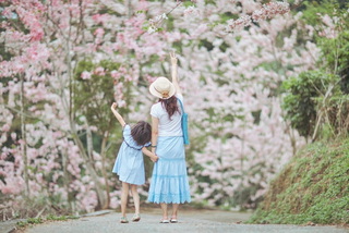繼櫻花季後 嘉縣緊接登場粉紅花旗木派對