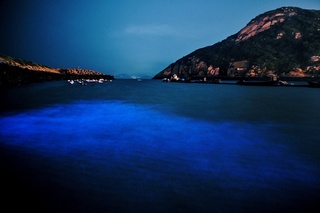 藍眼淚陸續現蹤  南竿鄉公所夜間關路燈方便賞淚