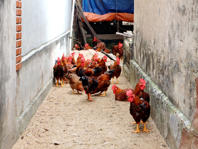 越南首例人感染A/H9禽流感 住在家禽市場附近 | 華視新聞
