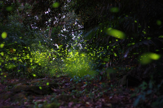 台南梅嶺賞螢季4/27登場 假日採線上預約總量管制