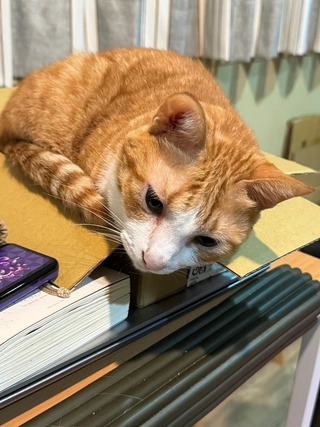 倒塌天王星大樓救出2貓 罹難康姓教師的橘貓待援