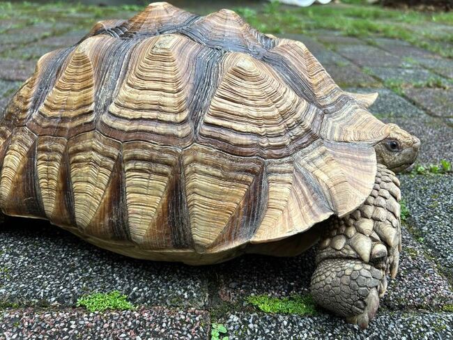 蘇卡達象龜誤闖菜園 竹縣野生動物救傷隊暫收容 | 華視新聞