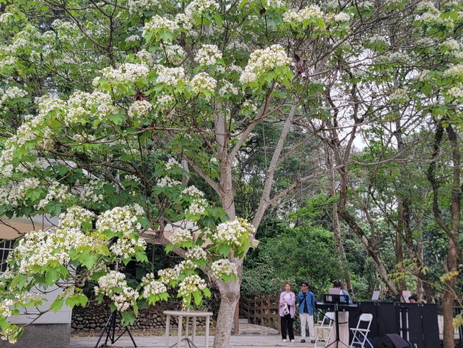 雲林桐花祭4/13登場 古坑荷苞山賞四月雪 | 華視新聞