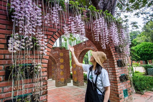 嘉義市桐花祭13日浪漫登場 四月雪搶先感受 | 華視新聞