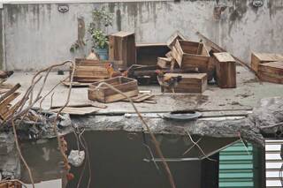 天王星大樓拆除發現雞 太熱心網友叫外送青菜要餵雞