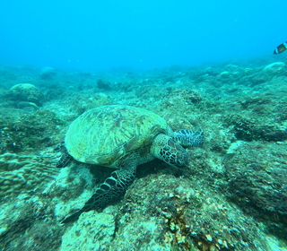 布局藍碳商機 台灣大攜手新創開發AI海洋辨識資料庫