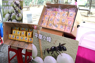 彰化防治荔枝椿象 將釋放144萬隻平腹小蜂