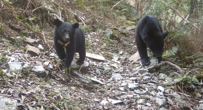 3年拍到79次 花蓮卓溪成已知黑熊數量最多鄉鎮 | 華視新聞
