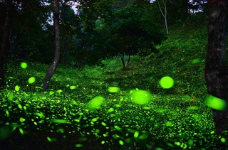 天氣少雨數量達高峰  東勢林場螢火蟲大爆發