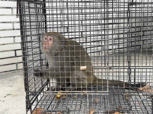 台東市獼猴家族常擾民  公母猴落網2幼猴待捕 | 華視新聞