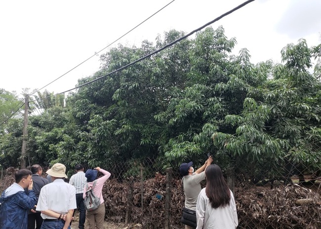 高雄荔枝龍眼青梅及那瑪夏水蜜桃 農損救助申報 | 華視新聞