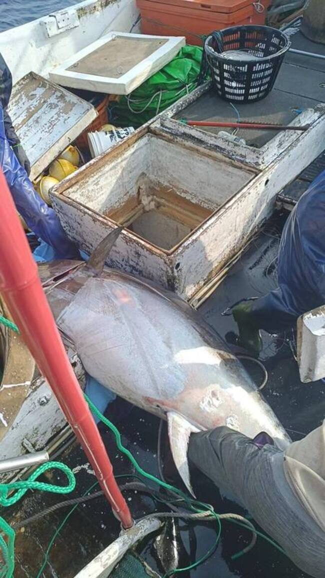 蘇澳漁船捕獲200公斤黑鮪魚 待返港鑑定第一鮪 | 華視新聞