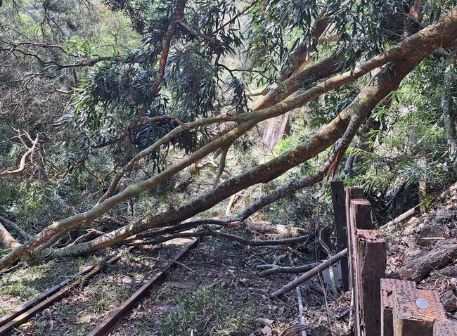 疑地震影響樹倒伏  阿里山林鐵列車停駛 | 華視新聞