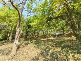 嘉市探索體驗園區設露營區 砍老楊桃樹惹異議