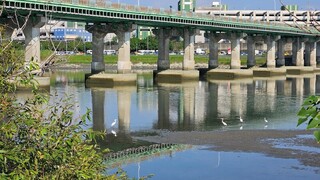 新北：全市12礫間處理場 每天淨水達22座泳池量