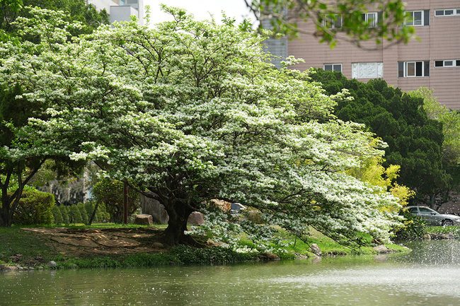 中興大學湖畔流蘇花期延後 小白花盛開如4月雪 | 華視新聞