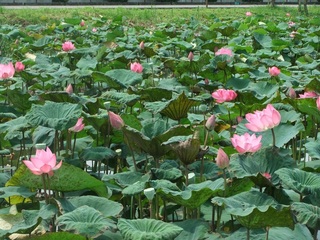 夏天腳步近了  新北市新月橋下人工濕地荷花開