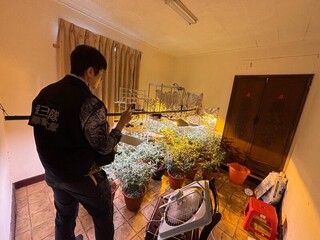 租賃別墅種大麻妄想創業牟利 警逮3人掏金夢碎