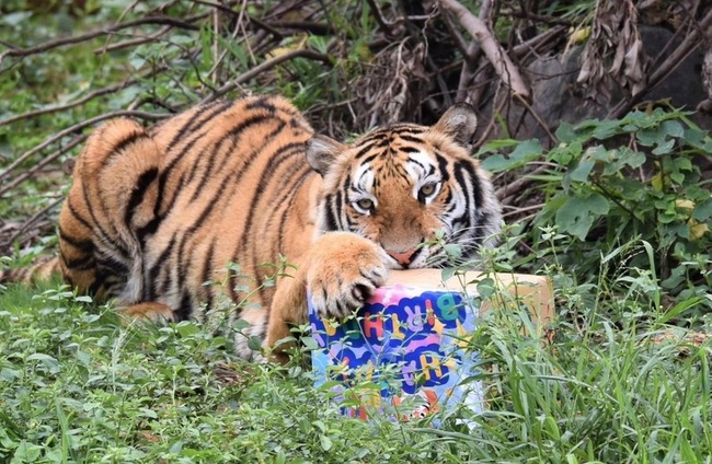 竹市動物園借展孟加拉虎過生日  享用血水冰蛋糕 | 華視新聞