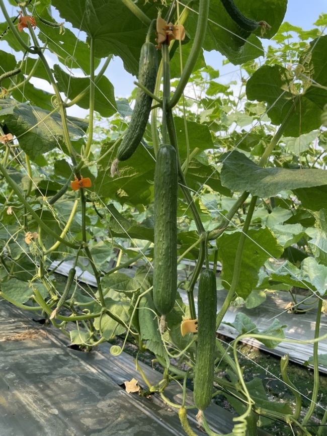胡瓜耐熱品種夏美完成技轉 種苗場推主產區栽種 | 華視新聞