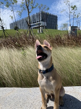 高砂犬Jaguar不畏縮、不怕生 有望成首隻純土狗警犬