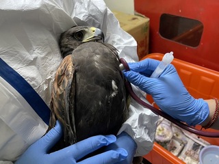 栗翅鷹遭牽繩纏受困樹梢獲救  桃園動保處尋失主