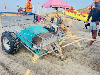 墾丁梅花鹿落水 救援民眾目睹遭野狗追逐