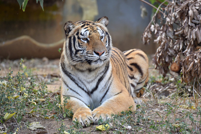 竹市動物園借展孟加拉虎命名票選  「睏寶」出線 | 華視新聞