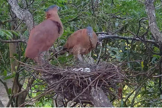 黑冠麻鷺築巢下蛋 台南水道博物館拍攝觀察