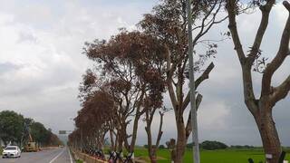 花蓮近200棵芒果路樹遭鑽孔下藥瀕死  警追查犯嫌