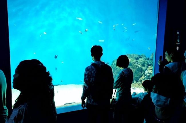 地球日公布救助海龜成果  Xpark宣布市民卡有優惠 | 華視新聞