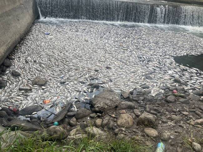 竹縣茄苳溪大量魚屍綿延2公里  環保局追原因 | 華視新聞
