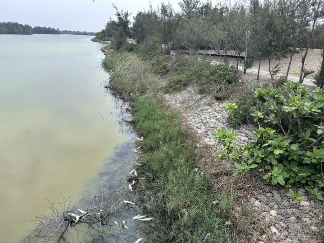 雨少缺活水致水質優養化 口湖椬梧滯洪池魚屍上千尾 | 華視新聞