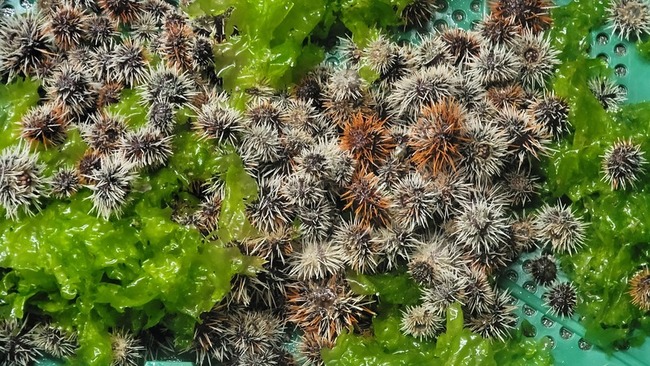 澎湖放流2萬顆海膽 盼透過適度保育增加數量 | 華視新聞