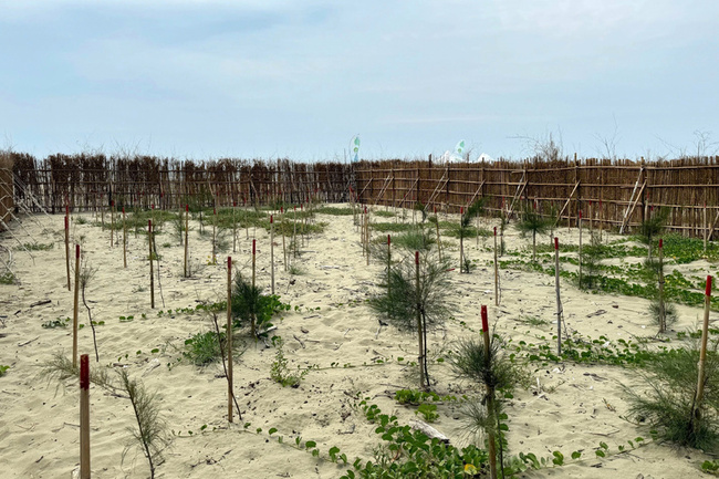 台積電助植樹 台南北門海岸林復育現生機 | 華視新聞