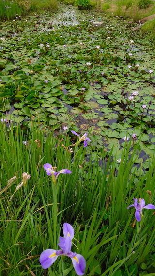 故宮南院生態池睡蓮花開  景致宛如莫內畫作