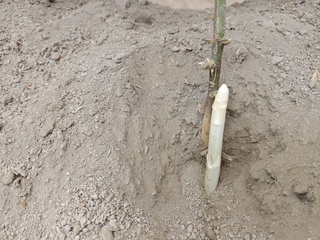 留母莖採收法讓產期拉長 白綠紫3蘆筍全年上市