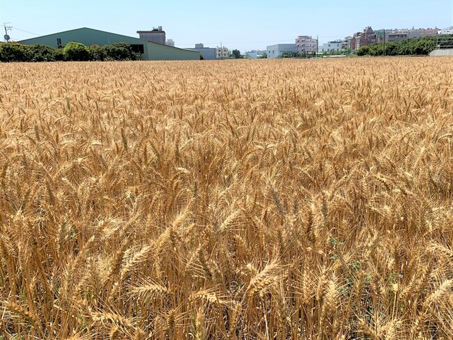國產小麥減少碳足跡  3品種產品零售門市買得到 | 華視新聞