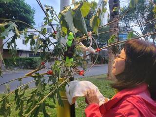 花蓮拾獲台灣狐蝠寶寶 林保署：救援首例助建立流程