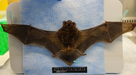新北蝙蝠檢出麗沙病毒 有人畜共通風險籲勿碰觸