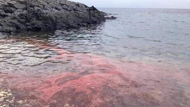 澎湖珊瑚產卵季登場  呈現粉紅海美景 | 華視新聞