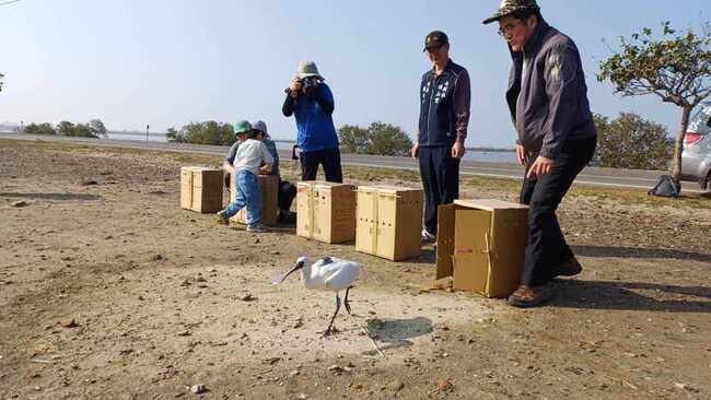 黑琵全球破紀錄台灣首度減 鳥會：棲地縮數量會變 | 華視新聞