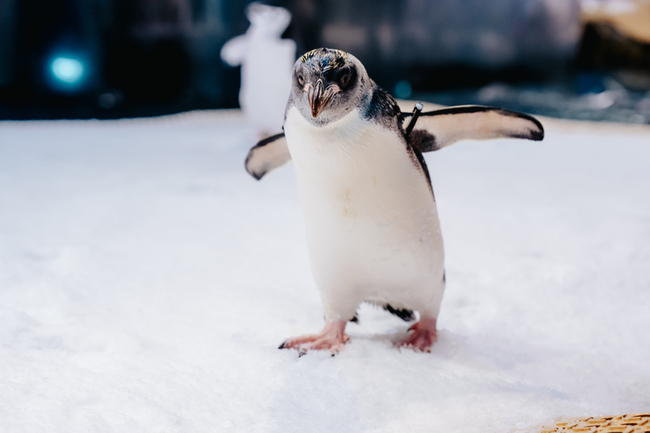 世界企鵝日 屏東海生館分享馬可羅尼寶寶成長點滴 | 華視新聞