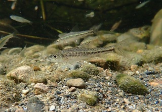 搶救烏溪巴氏銀鮈大作戰 800尾存活視棲地狀況回放