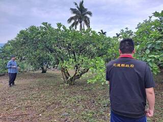花蓮瑞穗玉里文旦著果率差 農政單位現勘爭取救助