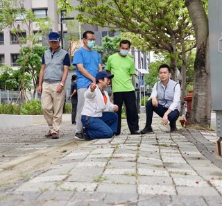 掌葉蘋婆花期異味擾民 竹北市將修枝及加強清掃