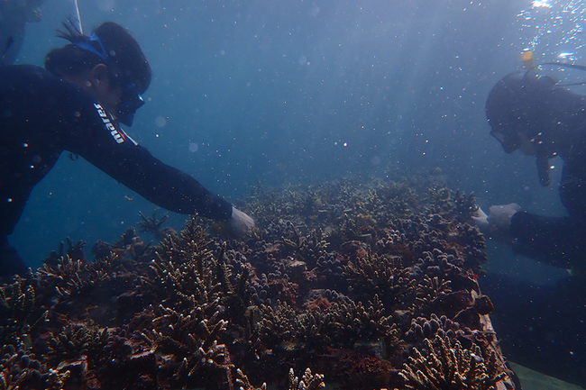 廢棄九孔池變珊瑚農場  海大培育17種珊瑚5000株 | 華視新聞
