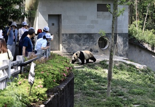 中國貓熊外交再啟 雲川與鑫寶將旅美10年