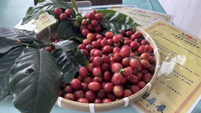 台東咖啡帶水果風味  邀遊東台灣了解產地到餐桌 | 華視新聞