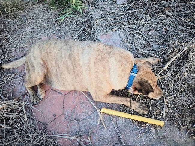 帶矯正器 嘉縣布袋觀光區犬隻追車咬人比例降 | 華視新聞